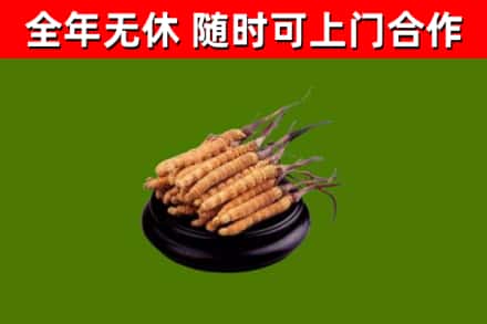 大新回收散虫草